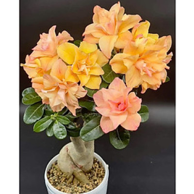 Hạt giống hoa sứ kép Thái Lan - Bịch 10 hạt – Mã số 2037