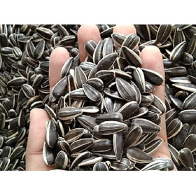 HẠT HƯỚNG DƯƠNG SIZE TRUNG DÀNH CHO CHIM, VẸT ĂN (RẤT BÉO VÀ GIÀU DINH DƯỠNG)