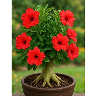 Hạt giống hoa sứ kép Thái Lan - Bịch 10 hạt – Mã số 2029