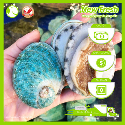 Bào Ngư Úc Xanh Ngọc Bích Nguyên Vỏ - Túi 1Kg (8-10 con)