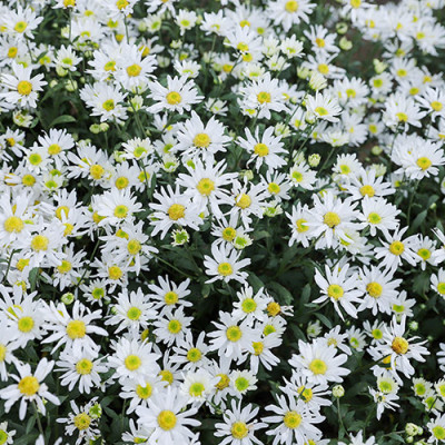 Hạt giống Cúc Họa Mi gói 200 hạt VTS92