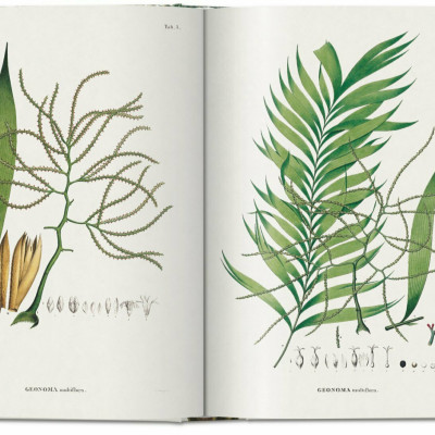 Artbook - Sách Tiếng Anh - Martius. The Book of Palms. 40th Ed.