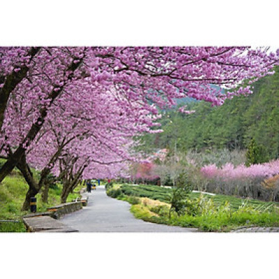 Tranh Dán Tường Phong Cảnh 3D Cao Cấp - VAD_SSTH04018 T3DMN_T7