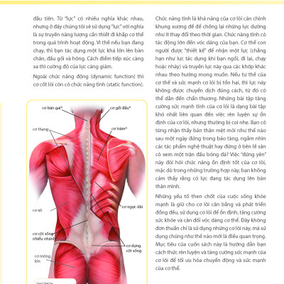 Khỏe Đẹp Với Các Bài Tập Cơ Bản