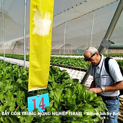 BẪY MÀU CÔN TRÙNG SINH HỌC GADOT ISRAEL CHO RAU SẠCH, RAU THỦY CANH, RAU KHÍ CANH VÀ NÔNG NGHIỆP SẠCH (SET 20 Mét DÀI). Kích thước ngang 0.18M x Dài 20M trải nghiệm