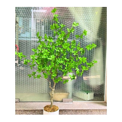 Cây thạch nam giả - thân nhựa - cao 140cm - Cây giả, hoa lụa Decor trang trí nhà cửa