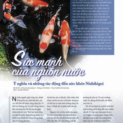 Cá Koi Vietnam - Tập 8