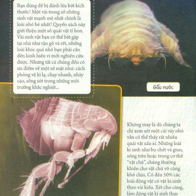 Những Loài Bọ Phá Kỷ Lục - Bọ Tí Hon Ấn Tượng