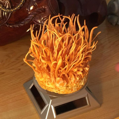 Đông Trùng Hạ Thảo Khô TAKICHI (50 gram)