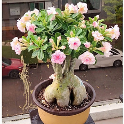 Hạt giống hoa sứ kép Thái Lan - Bịch 10 hạt – Mã số 1945