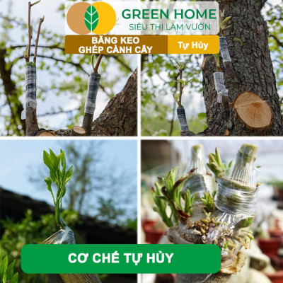 Keo Ghép Cành GreenHome, Dụng cụ làm vườn, Bảo Vệ Mối Ghép Nhanh Liền, Tự Dính, Tự Huỷ, Dễ Sử Dụng