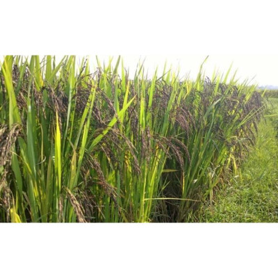 Combo 2 Hộp Cốm gạo BIBO, sản phẩm thuần chay, tốt cho sức khỏe