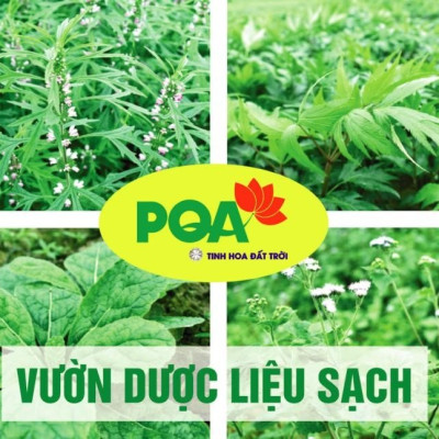 Bổ Thận Thủy PQA Hỗ Trợ Bổ Âm Dưỡng Huyết, Hạn Chế Tiết Mồ Hôi Tay Chân, Mồ Hôi Trộm Hộp 125ml