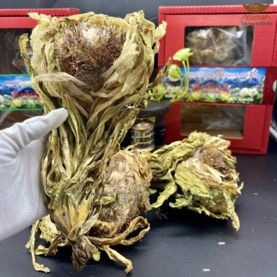 Tuyết liên hoa Tây Tạng