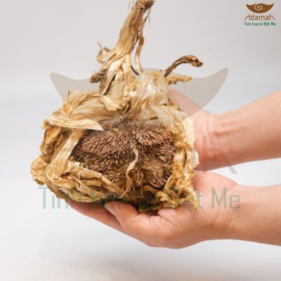 Tuyết liên hoa Tây Tạng