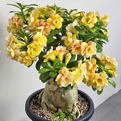 Hạt giống hoa sứ kép Thái Lan - Bịch 10 hạt – Mã số 1943