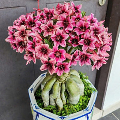 Hạt giống hoa sứ kép Thái Lan - Bịch 10 hạt – Mã số 1962